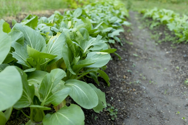 畑で育つチンゲン菜｜秋から冬が旬の葉物野菜