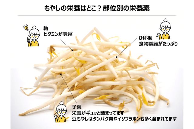 もやしの部位ごとの栄養を説明した図